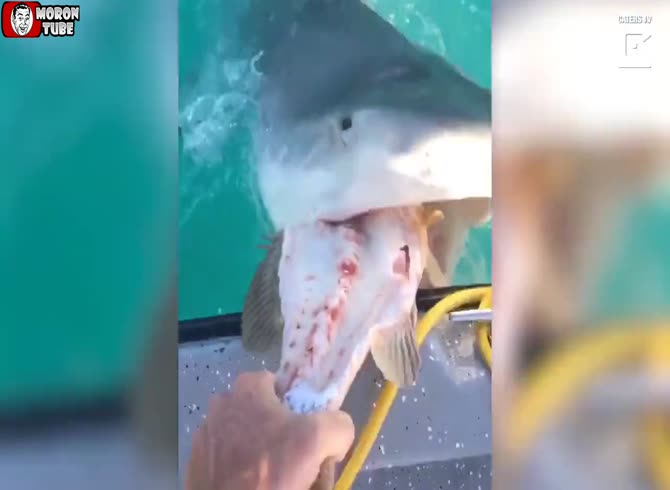 Video :A lobster fisherman in Australia likes to feed his harvest to other animals